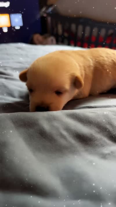 Spooky, a male Chipoo for sale in Endicott, NY – 2 of 2