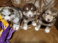 processed/c3890d0c-fb27-486a-a254-b52840d5a59b/facility/528a73e0-f0e7-4403-afcf-abef2653448a