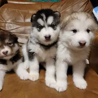 processed/c3890d0c-fb27-486a-a254-b52840d5a59b/facility/b76bda06-9697-4b64-9494-5d4e6cab0bd5