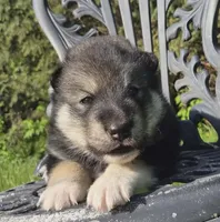 Maverick, a male Alaskan Malamute for sale in Barrett, MN – 3 of 5