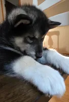 Maverick, a male Alaskan Malamute for sale in Barrett, MN – 3 of 9