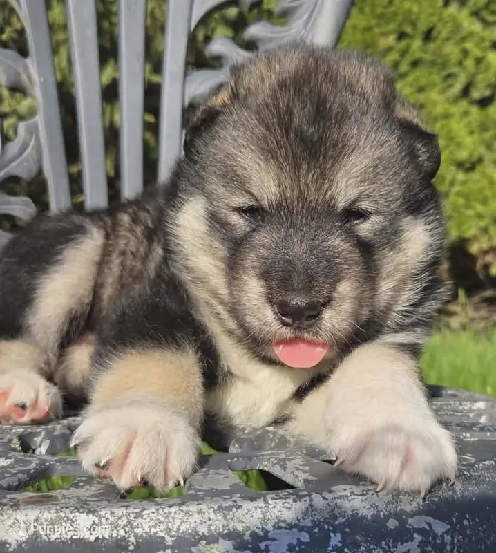 Maverick – Alaskan Malamute puppy for sale in Barrett, MN