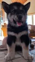 Maverick, a male Alaskan Malamute for sale in Barrett, MN – 2 of 9