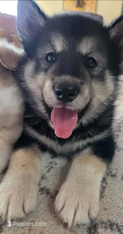 Maverick – Alaskan Malamute puppy for sale in Barrett, MN