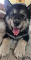 Maverick, a male Alaskan Malamute for sale in Barrett, MN – 1 of 9
