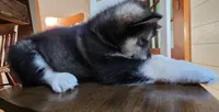Maverick, a male Alaskan Malamute for sale in Barrett, MN – 4 of 9