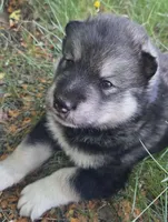 Maverick, a male Alaskan Malamute for sale in Barrett, MN – 4 of 5