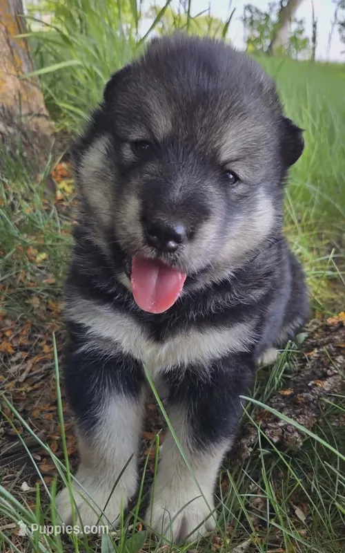 Maverick – Alaskan Malamute puppy for sale in Barrett, MN
