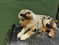 Blue Merle Boy 2, a female Australian Shepherd for sale in Antigo, WI – 4 of 10