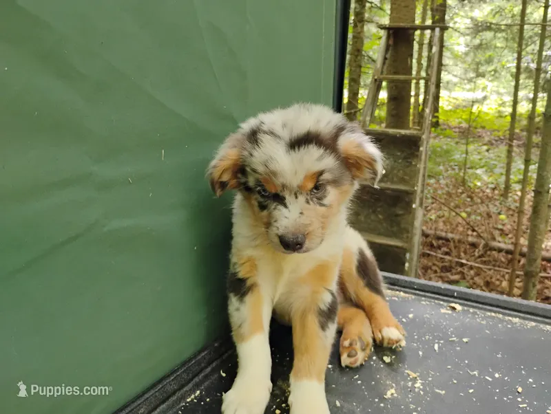 Blue Merle Boy 2 – Australian Shepherd puppy for sale in Antigo, WI