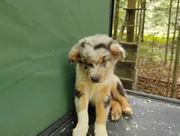 Blue Merle Boy 2, a female Australian Shepherd for sale in Antigo, WI – 1 of 10