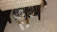 Black Tri Boy , a male Australian Shepherd for sale in Antigo, WI – 10 of 10