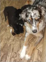 Black Tri Girl, a female Australian Shepherd for sale in Antigo, WI – 7 of 10