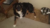 Black Tri Girl, a female Australian Shepherd for sale in Antigo, WI – 8 of 10
