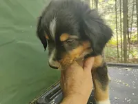 Black Tri Boy , a male Australian Shepherd for sale in Antigo, WI – 3 of 10
