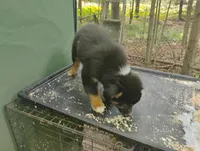 Blackface Boy, a male Australian Shepherd for sale in Antigo, WI – 2 of 10