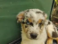 Blue Merle Boy 2, a female Australian Shepherd for sale in Antigo, WI – 9 of 10