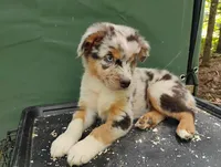 Blue Merle Boy 2, a female Australian Shepherd for sale in Antigo, WI – 6 of 10