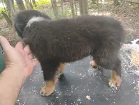 Blackface Boy, a male Australian Shepherd for sale in Antigo, WI – 3 of 10