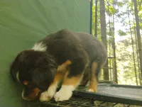 Black Tri Boy , a male Australian Shepherd for sale in Antigo, WI – 6 of 10