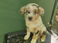 Blue Merle Girl, a female Australian Shepherd for sale in Antigo, WI – 4 of 10