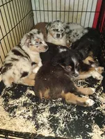 Blue Merle Girl, a female Australian Shepherd for sale in Antigo, WI – 3 of 10