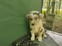 Blue Merle Girl, a female Australian Shepherd for sale in Antigo, WI – 7 of 10