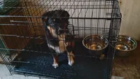 Blue Merle Boy 1, a male Australian Shepherd for sale in Antigo, WI – 9 of 10