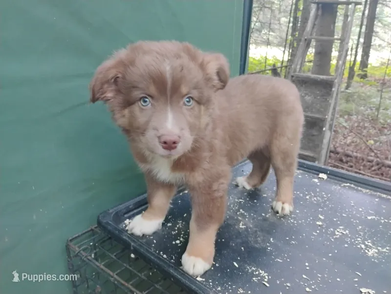 Red Boy – Australian Shepherd puppy for sale in Antigo, WI