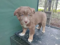 Red Boy, a female Australian Shepherd for sale in Antigo, WI – 1 of 10