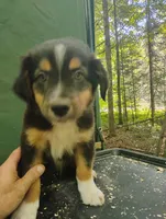 Black Tri Boy , a male Australian Shepherd for sale in Antigo, WI – 7 of 10