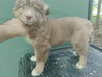 Red Boy, a female Australian Shepherd for sale in Antigo, WI – 10 of 10