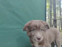 Red Boy, a female Australian Shepherd for sale in Antigo, WI – 8 of 10