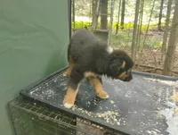 Blackface Boy, a male Australian Shepherd for sale in Antigo, WI – 9 of 10
