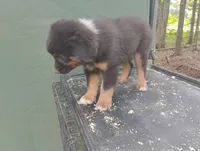 Blackface Boy, a male Australian Shepherd for sale in Antigo, WI – 5 of 10