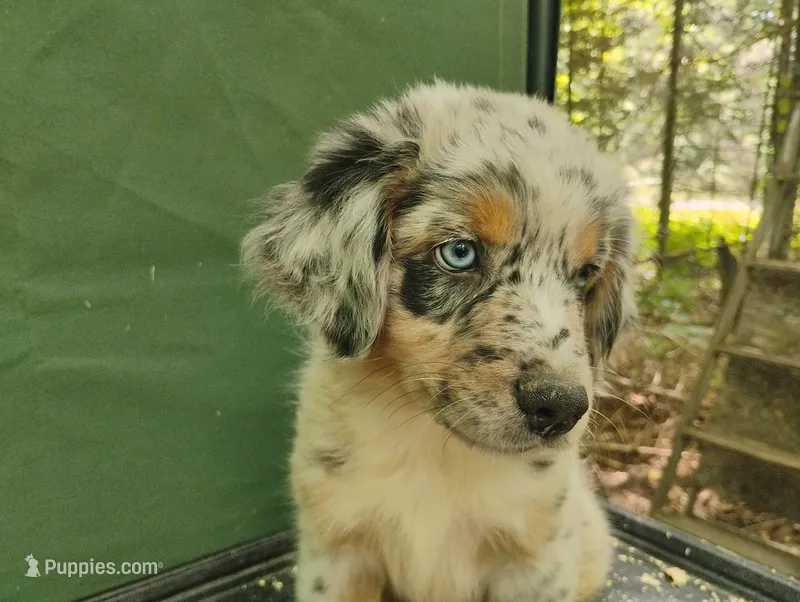 Blue Merle Boy 1 – Australian Shepherd puppy for sale in Antigo, WI