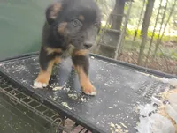 Blackface Boy, a male Australian Shepherd for sale in Antigo, WI – 4 of 10