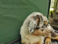 Blue Merle Boy 2, a female Australian Shepherd for sale in Antigo, WI – 5 of 10