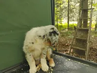 Blue Merle Boy 1, a male Australian Shepherd for sale in Antigo, WI – 8 of 10