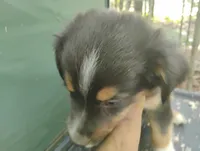 Black Tri Boy , a male Australian Shepherd for sale in Antigo, WI – 4 of 10