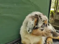 Blue Merle Boy 2, a female Australian Shepherd for sale in Antigo, WI – 3 of 10