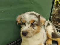 Blue Merle Boy 2, a female Australian Shepherd for sale in Antigo, WI – 8 of 10