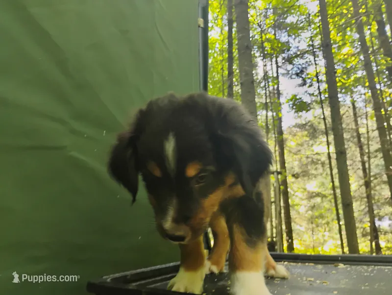Black Tri Boy  – Australian Shepherd puppy for sale in Antigo, WI