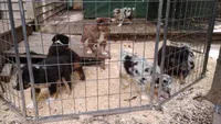 Red Boy, a female Australian Shepherd for sale in Antigo, WI – 7 of 10