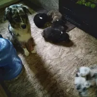 Black Tri Girl, a female Australian Shepherd for sale in Antigo, WI – 9 of 10