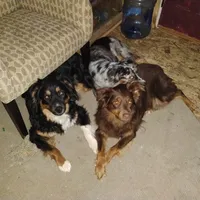 Blue Merle Boy 1, a male Australian Shepherd for sale in Antigo, WI – 10 of 10