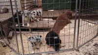Red Boy, a female Australian Shepherd for sale in Antigo, WI – 5 of 10