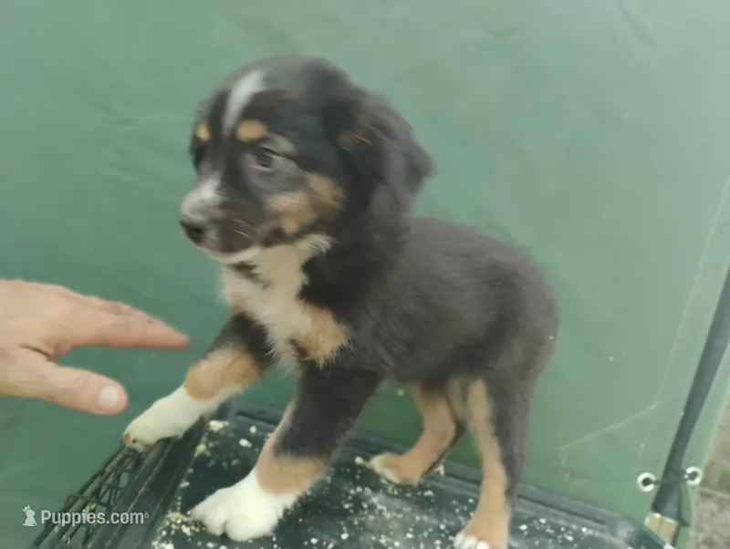 Black Tri Girl – Australian Shepherd puppy for sale in Antigo, WI