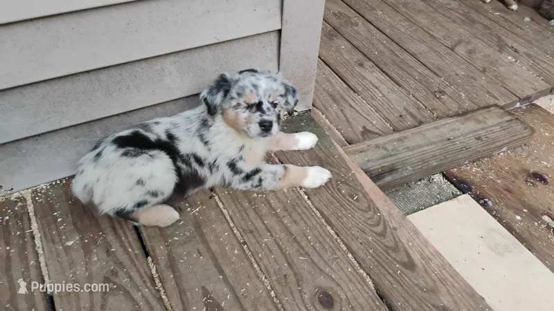 Blue Merle Girl – Australian Shepherd puppy for sale in Antigo, WI