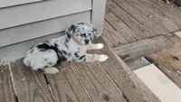 Blue Merle Girl, a female Australian Shepherd for sale in Antigo, WI – 1 of 10